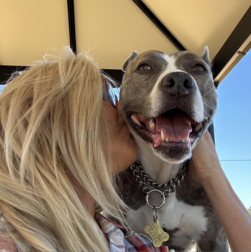 RILEY McPITTY, an adoptable Pit Bull Terrier in Point Richmond, CA, 94801 | Photo Image 2