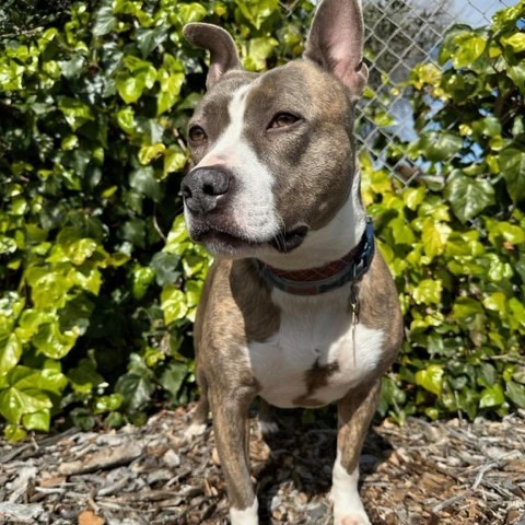 RILEY McPITTY, an adoptable Pit Bull Terrier in Point Richmond, CA, 94801 | Photo Image 3