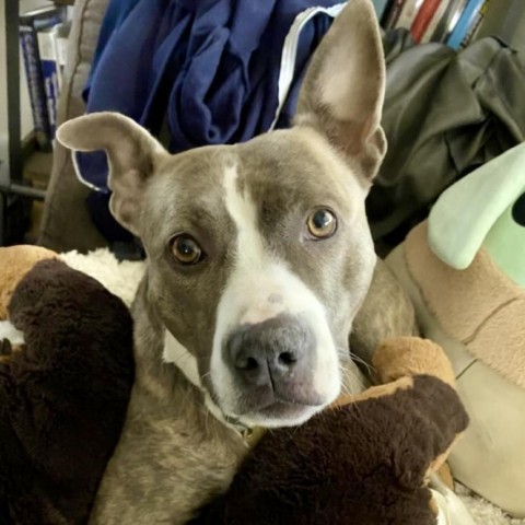 RILEY McPITTY, an adoptable Pit Bull Terrier in Point Richmond, CA, 94801 | Photo Image 4