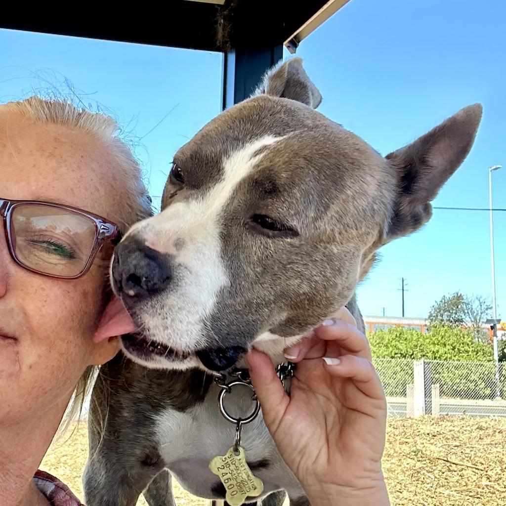 RILEY McPITTY, an adoptable Pit Bull Terrier in Point Richmond, CA, 94801 | Photo Image 4