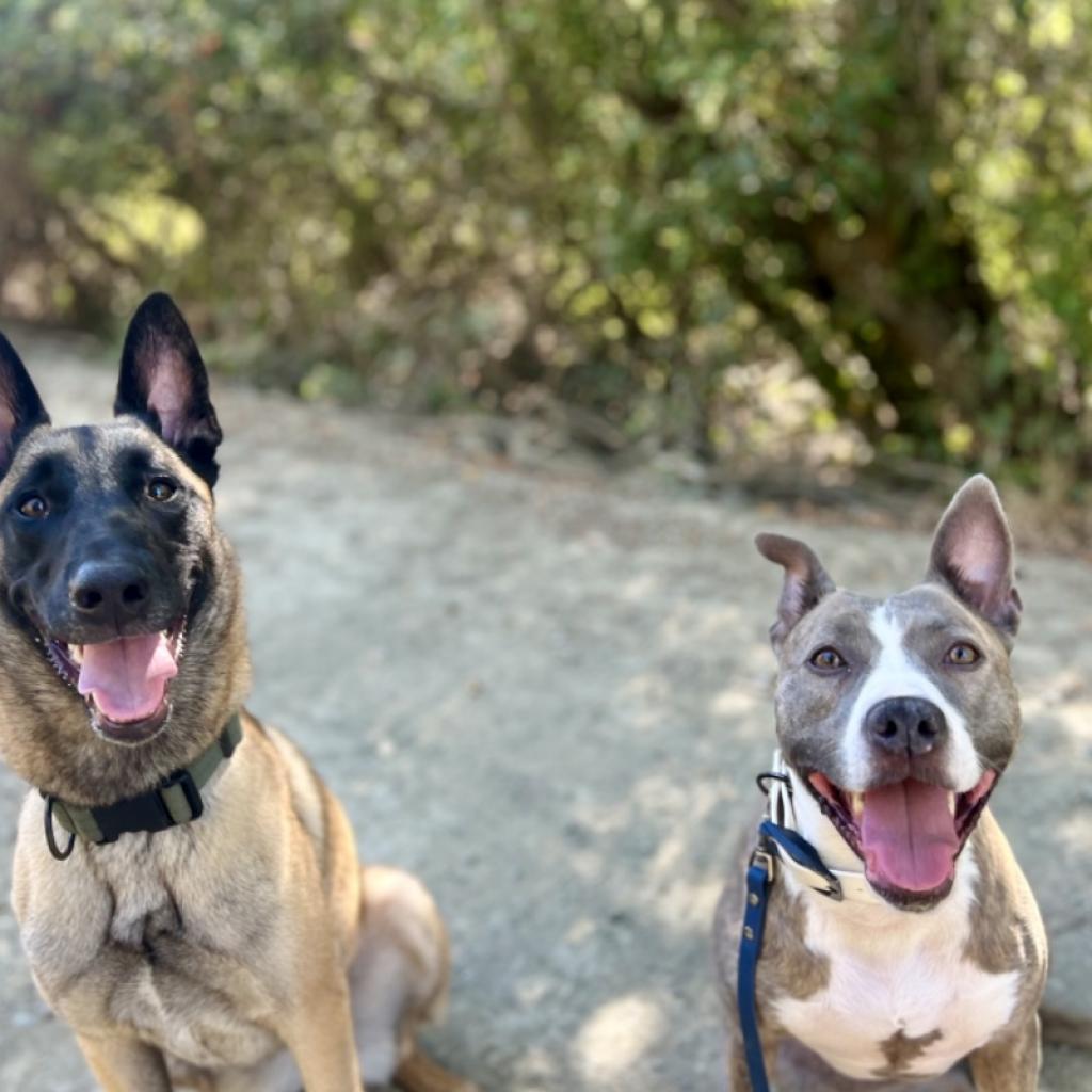 RILEY McPITTY, an adoptable Pit Bull Terrier in Point Richmond, CA, 94801 | Photo Image 4