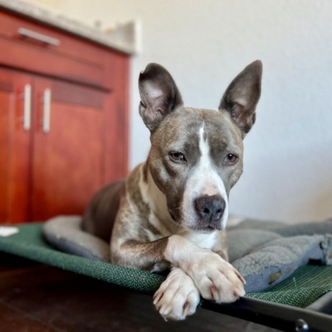 RILEY McPITTY, an adoptable Pit Bull Terrier in Point Richmond, CA, 94801 | Photo Image 5