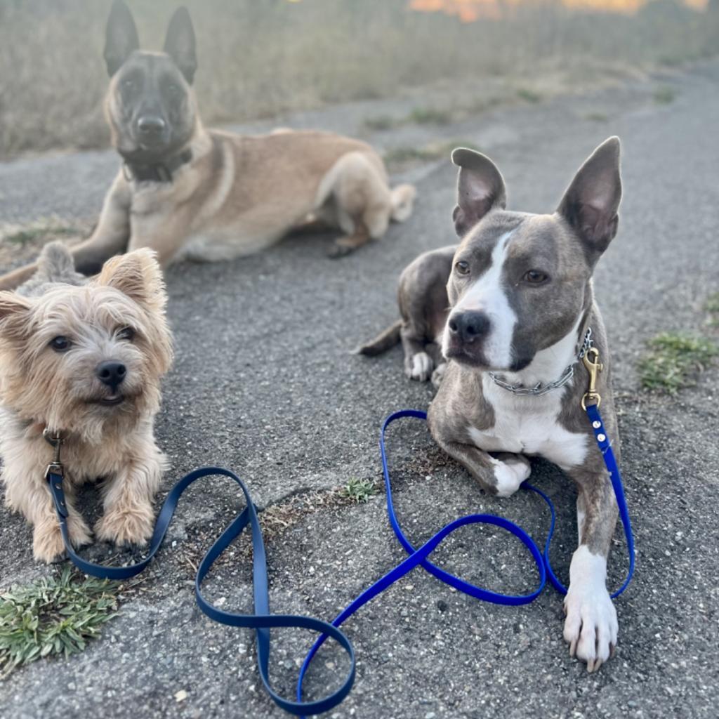 RILEY McPITTY, an adoptable Pit Bull Terrier in Point Richmond, CA, 94801 | Photo Image 5