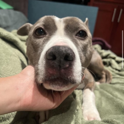 RILEY McPITTY, an adoptable Pit Bull Terrier in Point Richmond, CA, 94801 | Photo Image 6