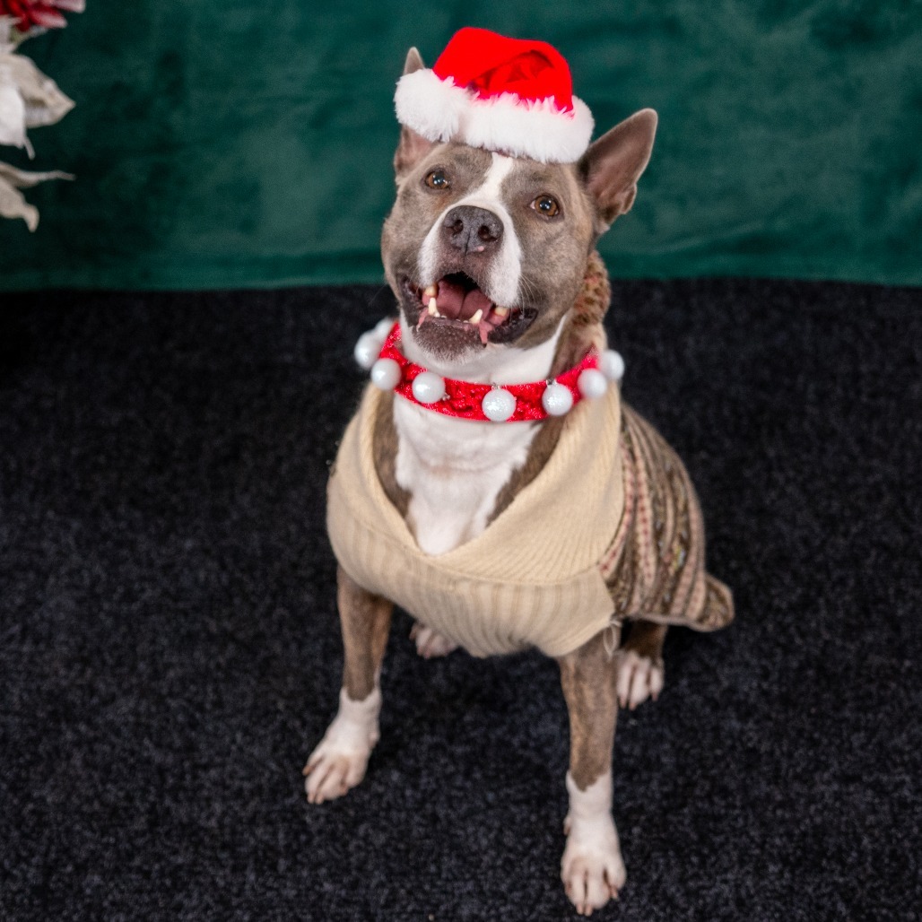 RILEY McPITTY, an adoptable Pit Bull Terrier in Point Richmond, CA, 94801 | Photo Image 6