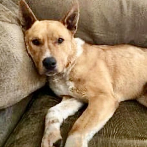 LAYLA, an adoptable Canaan Dog, Shepherd in Point Richmond, CA, 94801 | Photo Image 1