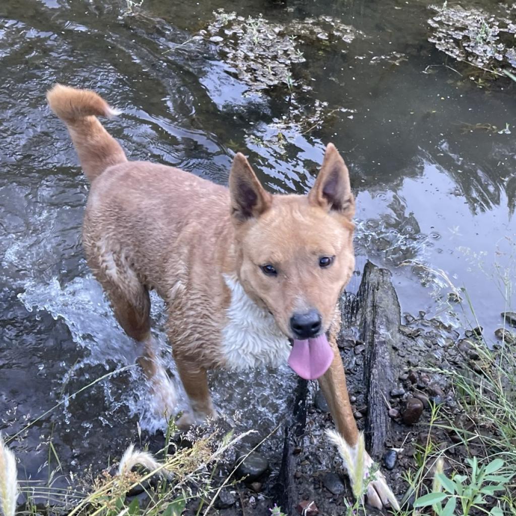 LAYLA, an adoptable Australian Cattle Dog / Blue Heeler, Mixed Breed in Point Richmond, CA, 94801 | Photo Image 1