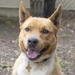 LAYLA, an adoptable Canaan Dog, Shepherd in Point Richmond, CA, 94801 | Photo Image 2