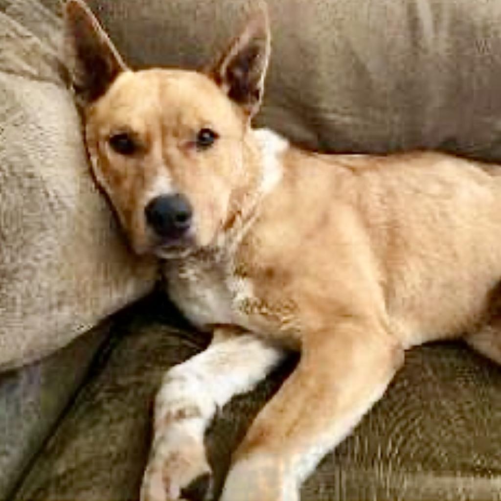 LAYLA, an adoptable Australian Cattle Dog / Blue Heeler, Mixed Breed in Point Richmond, CA, 94801 | Photo Image 2