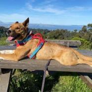 LAYLA, an adoptable Canaan Dog, Shepherd in Point Richmond, CA, 94801 | Photo Image 3