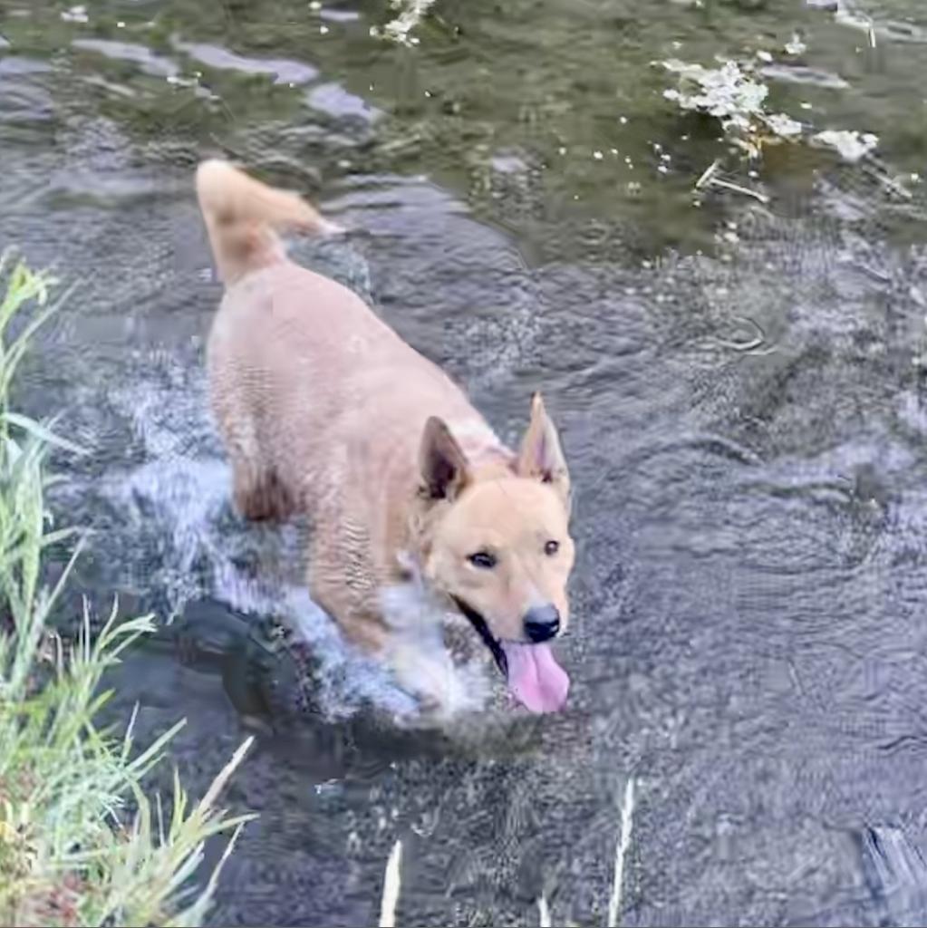 LAYLA, an adoptable Canaan Dog, Shepherd in Point Richmond, CA, 94801 | Photo Image 3