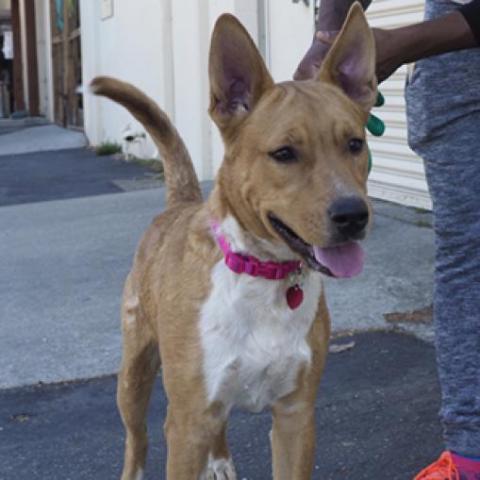 LAYLA, an adoptable Canaan Dog, Shepherd in Point Richmond, CA, 94801 | Photo Image 4