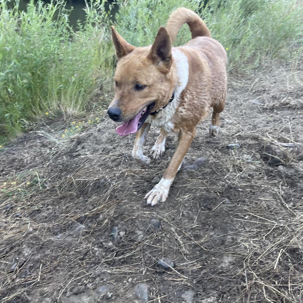 LAYLA, an adoptable Australian Cattle Dog / Blue Heeler, Mixed Breed in Point Richmond, CA, 94801 | Photo Image 4