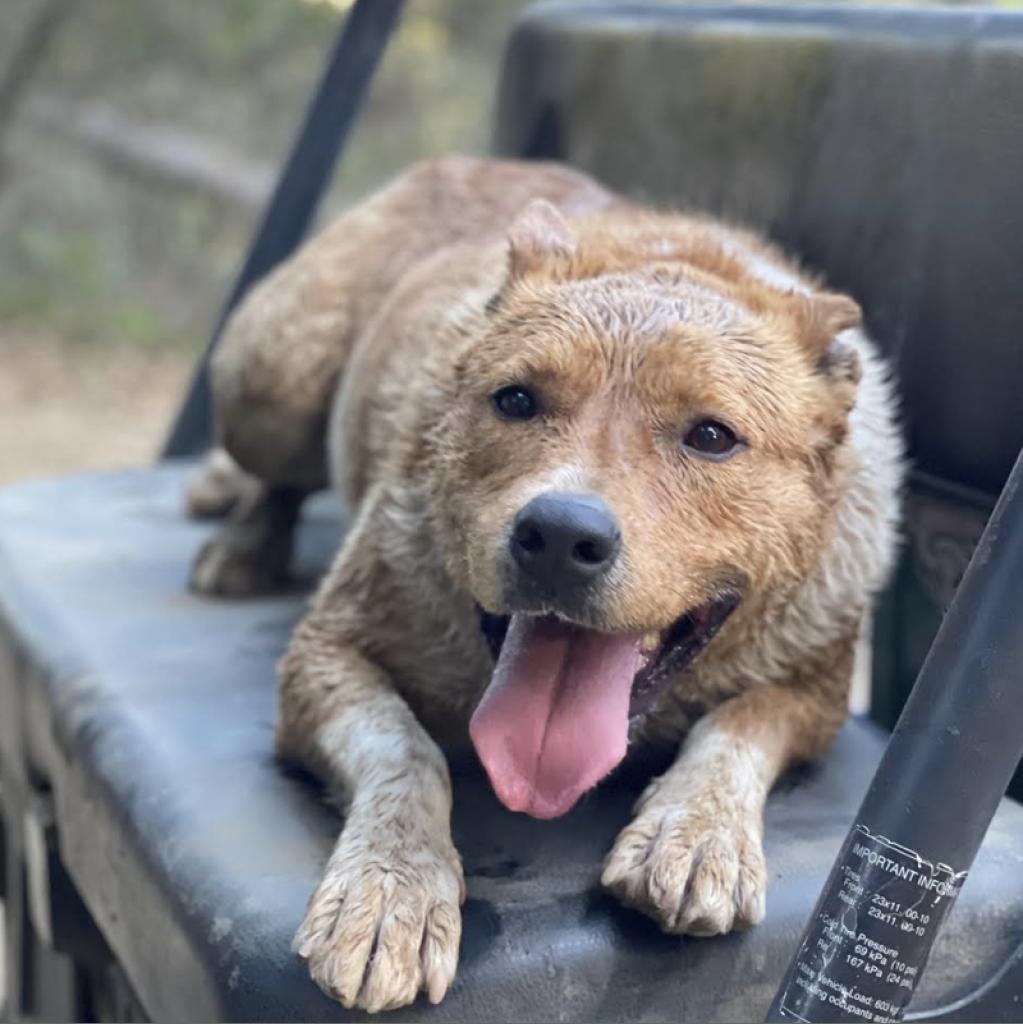 LAYLA, an adoptable Australian Cattle Dog / Blue Heeler, Mixed Breed in Point Richmond, CA, 94801 | Photo Image 5