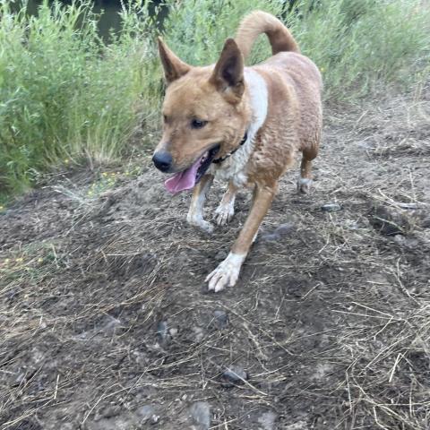 LAYLA, an adoptable Canaan Dog, Shepherd in Point Richmond, CA, 94801 | Photo Image 6