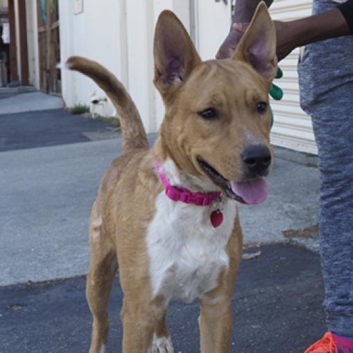 LAYLA, an adoptable Canaan Dog, Shepherd in Point Richmond, CA, 94801 | Photo Image 6