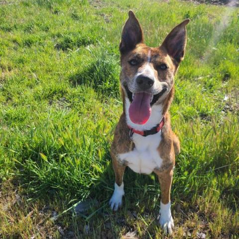 LEXI, an adoptable Catahoula Leopard Dog, Cattle Dog in Point Richmond, CA, 94801 | Photo Image 1