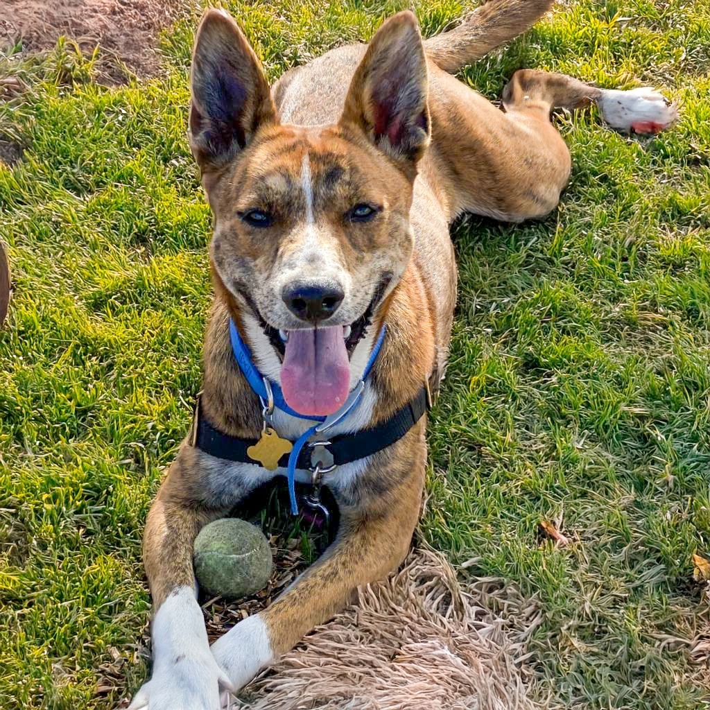 LEXI, an adoptable Catahoula Leopard Dog, Cattle Dog in Point Richmond, CA, 94801 | Photo Image 1