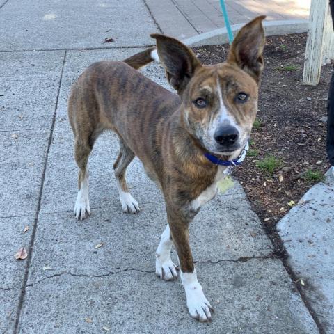 LEXI, an adoptable Catahoula Leopard Dog, Cattle Dog in Point Richmond, CA, 94801 | Photo Image 2