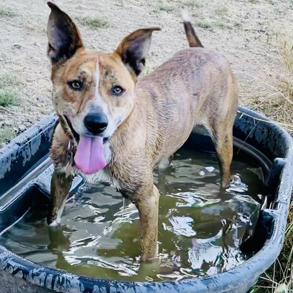 LEXI, an adoptable Catahoula Leopard Dog, Cattle Dog in Point Richmond, CA, 94801 | Photo Image 2