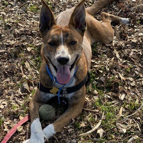 LEXI, an adoptable Catahoula Leopard Dog, Cattle Dog in Point Richmond, CA, 94801 | Photo Image 3