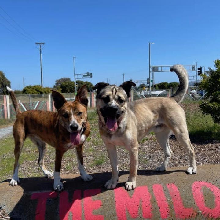 LEXI, an adoptable Catahoula Leopard Dog, Cattle Dog in Point Richmond, CA, 94801 | Photo Image 3