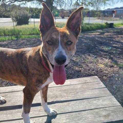 LEXI, an adoptable Catahoula Leopard Dog, Cattle Dog in Point Richmond, CA, 94801 | Photo Image 4