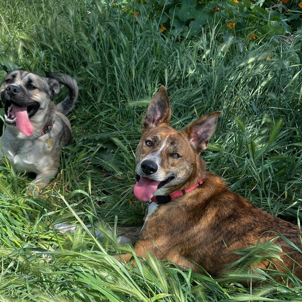 LEXI, an adoptable Catahoula Leopard Dog, Cattle Dog in Point Richmond, CA, 94801 | Photo Image 4