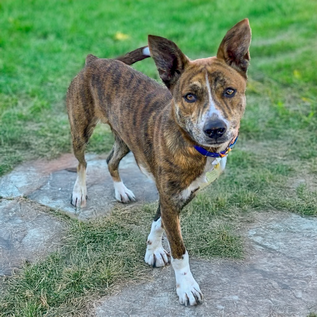 LEXI, an adoptable Catahoula Leopard Dog, Cattle Dog in Point Richmond, CA, 94801 | Photo Image 5