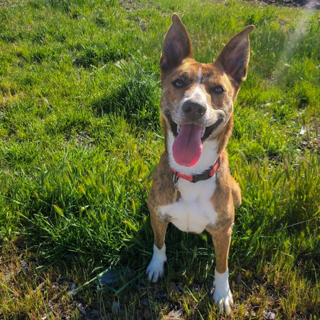 LEXI, an adoptable Catahoula Leopard Dog, Cattle Dog in Point Richmond, CA, 94801 | Photo Image 6