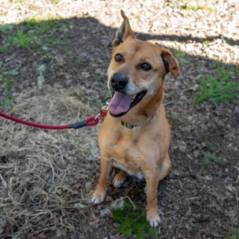 MARLIE, an adoptable Vizsla, Labrador Retriever in Point Richmond, CA, 94801 | Photo Image 1