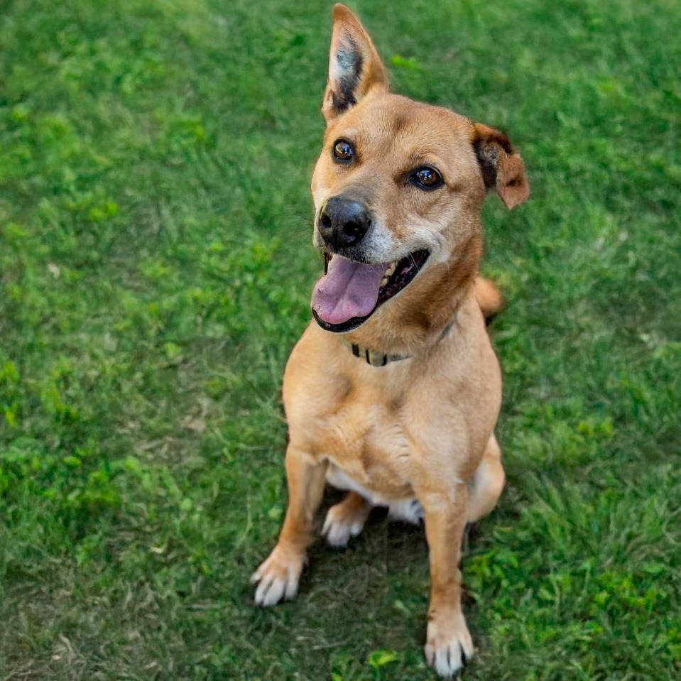 MARLIE, an adoptable Vizsla, Labrador Retriever in Point Richmond, CA, 94801 | Photo Image 1