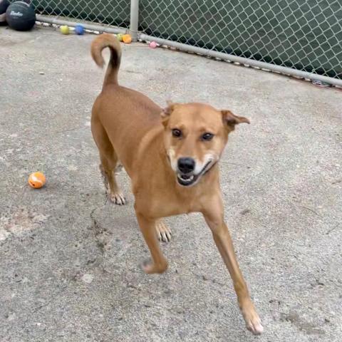 MARLIE, an adoptable Vizsla, Labrador Retriever in Point Richmond, CA, 94801 | Photo Image 2