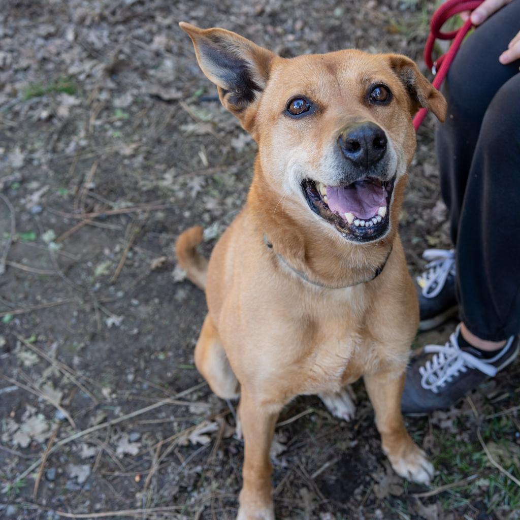 MARLIE, an adoptable Vizsla, Labrador Retriever in Point Richmond, CA, 94801 | Photo Image 2