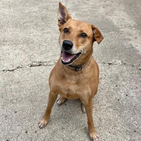 MARLIE, an adoptable Vizsla, Labrador Retriever in Point Richmond, CA, 94801 | Photo Image 3