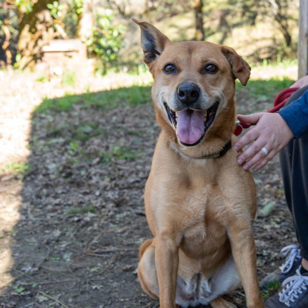 MARLIE, an adoptable Vizsla, Labrador Retriever in Point Richmond, CA, 94801 | Photo Image 3