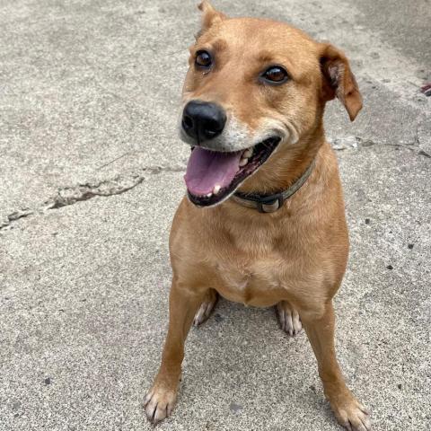 MARLIE, an adoptable Vizsla, Labrador Retriever in Point Richmond, CA, 94801 | Photo Image 4