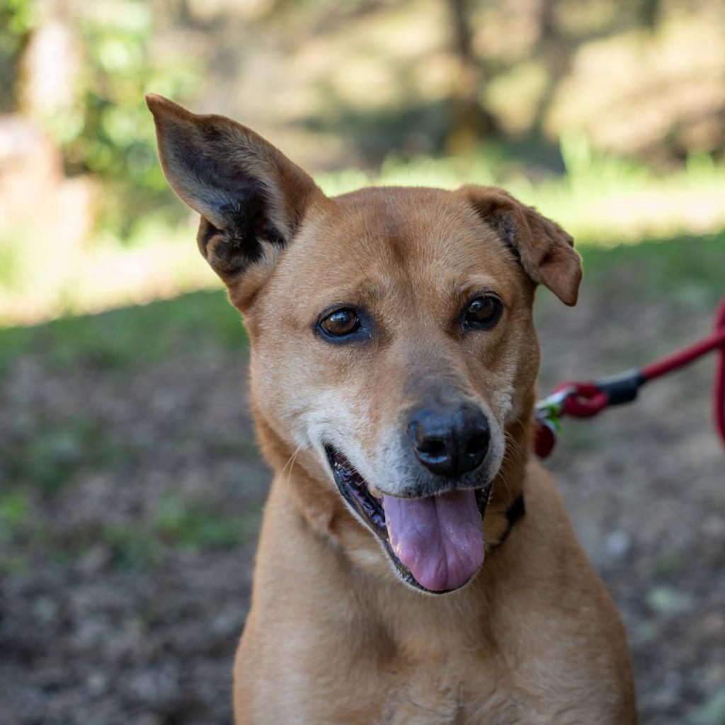 MARLIE, an adoptable Vizsla, Labrador Retriever in Point Richmond, CA, 94801 | Photo Image 4