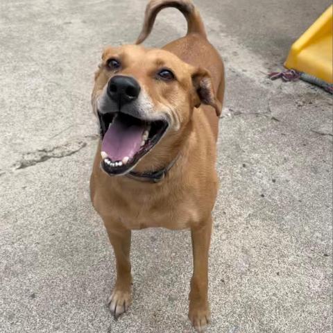 MARLIE, an adoptable Vizsla, Labrador Retriever in Point Richmond, CA, 94801 | Photo Image 5