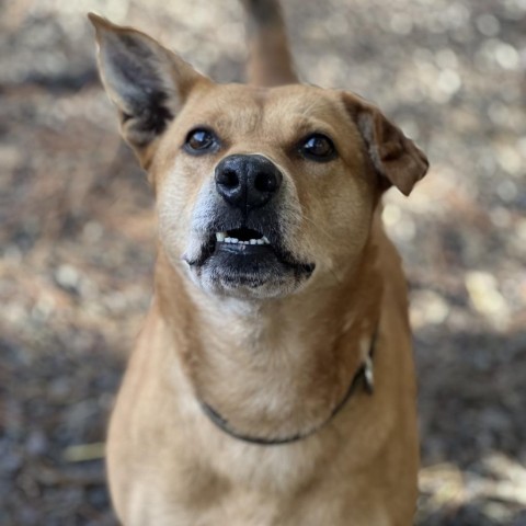 MARLIE, an adoptable Vizsla, Labrador Retriever in Point Richmond, CA, 94801 | Photo Image 6