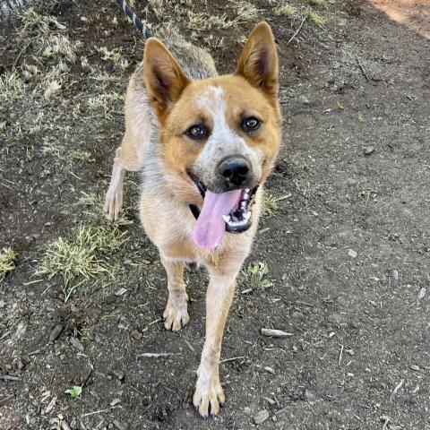 COWBOY, an adoptable Australian Cattle Dog / Blue Heeler in Point Richmond, CA, 94801 | Photo Image 1