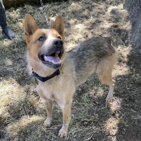 COWBOY, an adoptable Australian Cattle Dog / Blue Heeler in Point Richmond, CA, 94801 | Photo Image 2