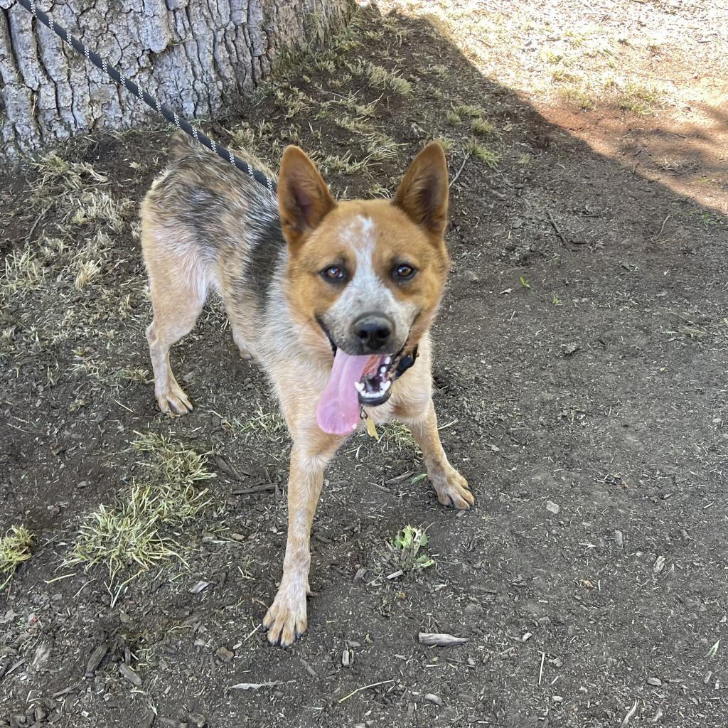 COWBOY, an adoptable Australian Cattle Dog / Blue Heeler in Point Richmond, CA, 94801 | Photo Image 2