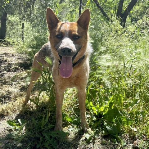 COWBOY, an adoptable Australian Cattle Dog / Blue Heeler in Point Richmond, CA, 94801 | Photo Image 3