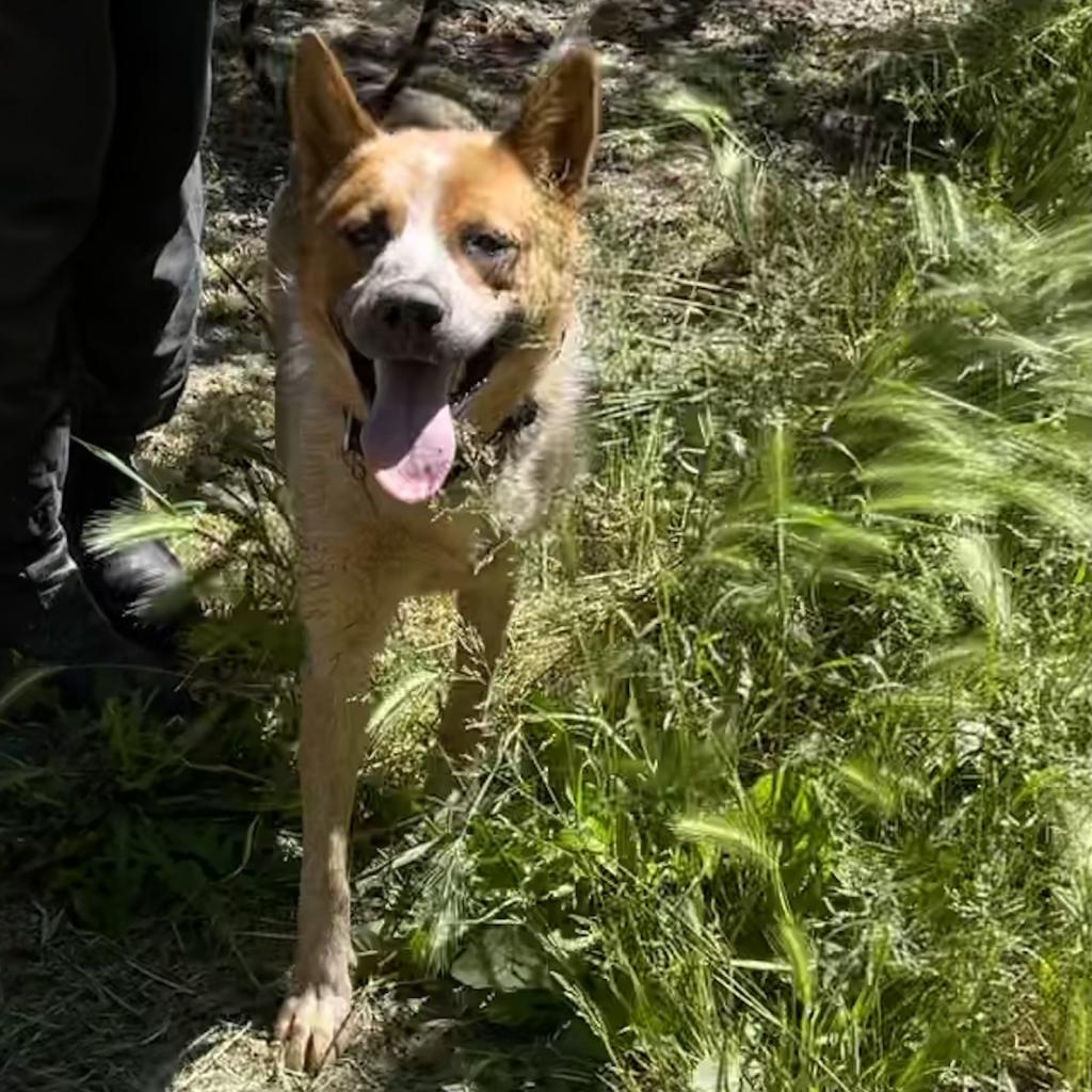 COWBOY, an adoptable Australian Cattle Dog / Blue Heeler in Point Richmond, CA, 94801 | Photo Image 3