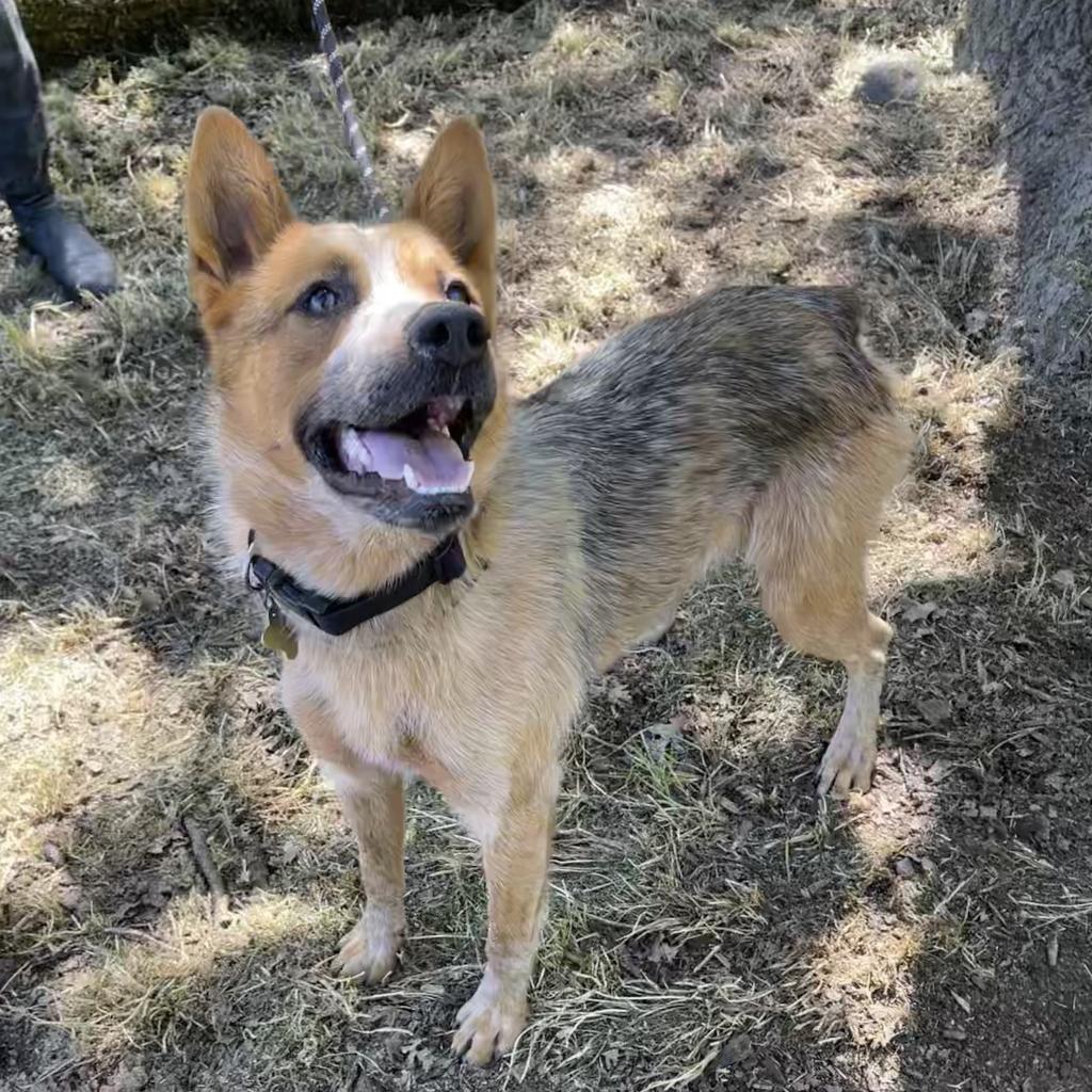 COWBOY, an adoptable Australian Cattle Dog / Blue Heeler in Point Richmond, CA, 94801 | Photo Image 5