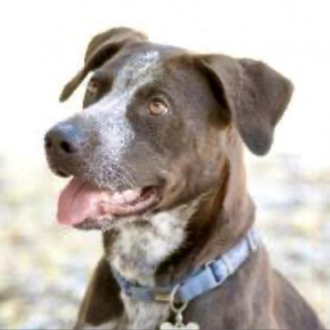 LILY, an adoptable Cattle Dog, American Staffordshire Terrier in Point Richmond, CA, 94801 | Photo Image 1