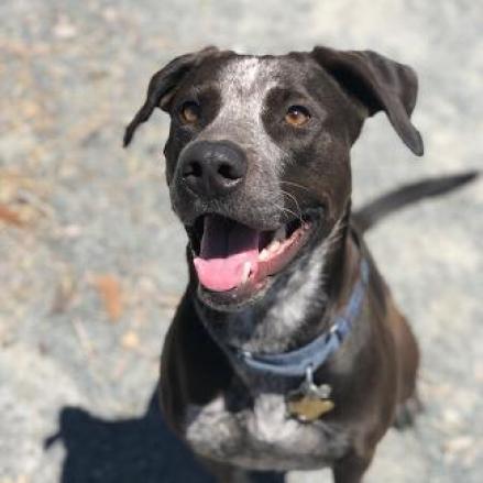 LILY, an adoptable Cattle Dog, American Staffordshire Terrier in Point Richmond, CA, 94801 | Photo Image 2