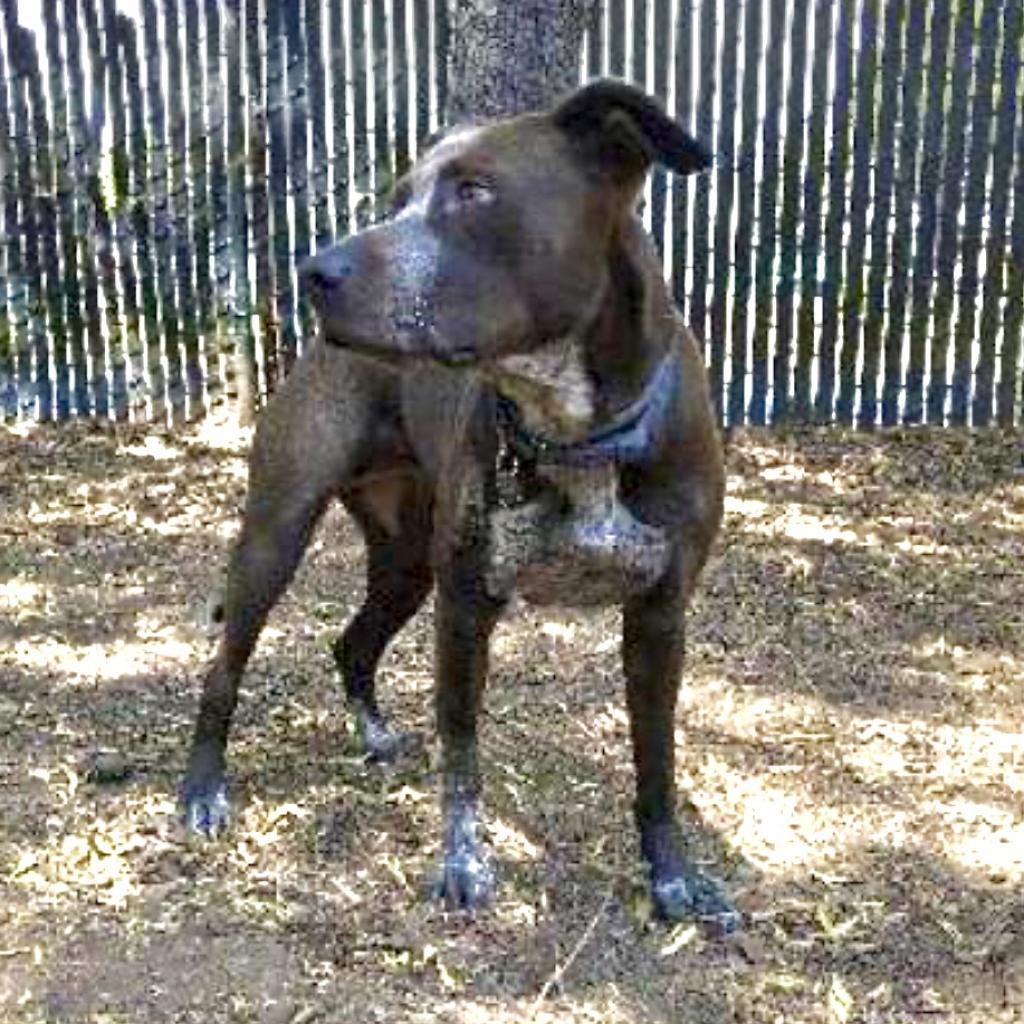 LILY, an adoptable Cattle Dog, American Staffordshire Terrier in Point Richmond, CA, 94801 | Photo Image 2