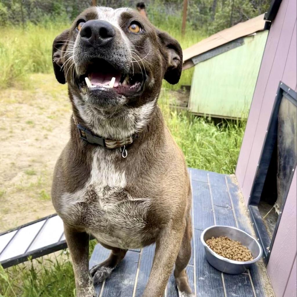 LILY, an adoptable Cattle Dog, American Staffordshire Terrier in Point Richmond, CA, 94801 | Photo Image 3